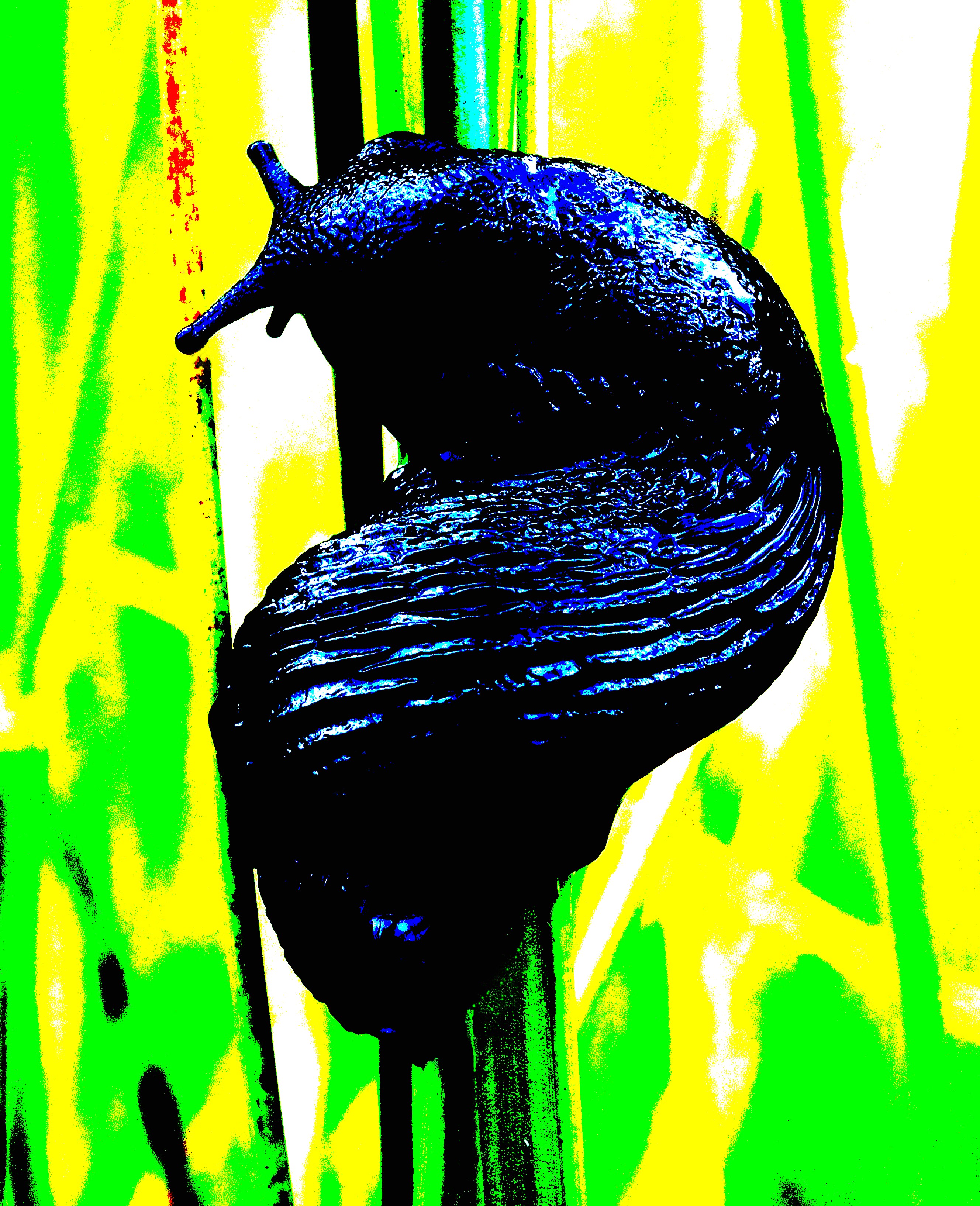 BIG BLACK SLUG Bill Bagley Photography